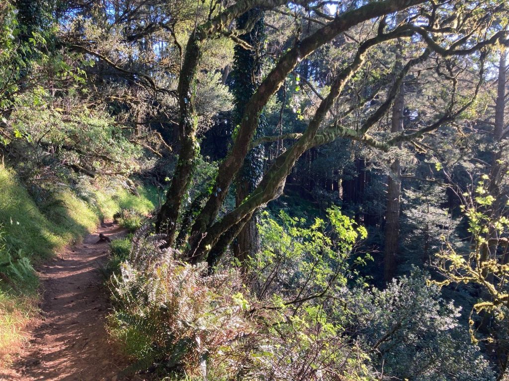 a portion of the Dipsea trail