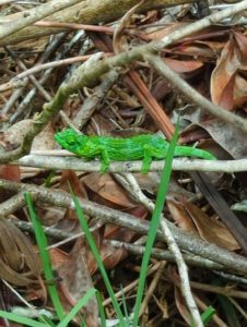 bright green chameleon